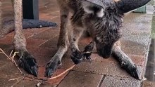 Kangaroo diaries only in Australia 🇦🇺