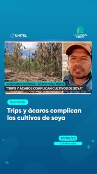 Trips y ácaros complican los cultivos de soya