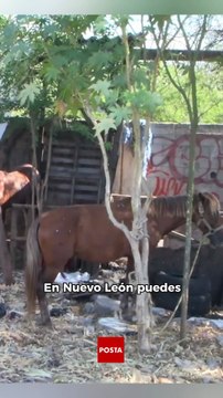 Maltrato animal en Nuevo León: cómo denunciar y qué sanciones enfrentan los agresores