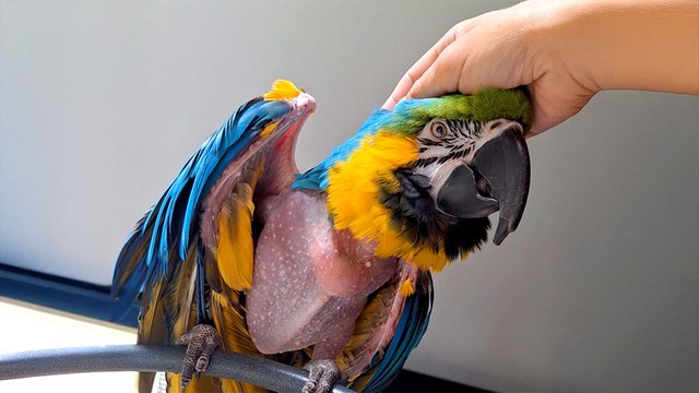 Grieving Parrot Watches Movies With His New Mom