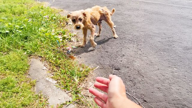 Terrified Stray Dog Transforms Into A Fluffy Puppy