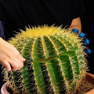 Cultiver plus intelligemment avec ces brillants conseils de jardinage 🌿🧠🧠