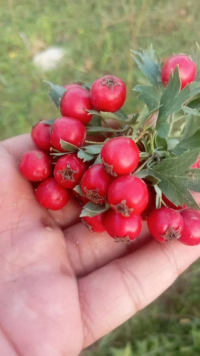 “Hawthorn Plant: Medicinal Benefits, Traditional Uses, Healing Pro6yp up toerties, Growth,6û6766u6 Syumbolyism, and Nyatuû7uyral Reme6dies”