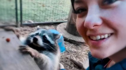 Obese Raccoon Kept As A Pet Loses Half Her Body Weight