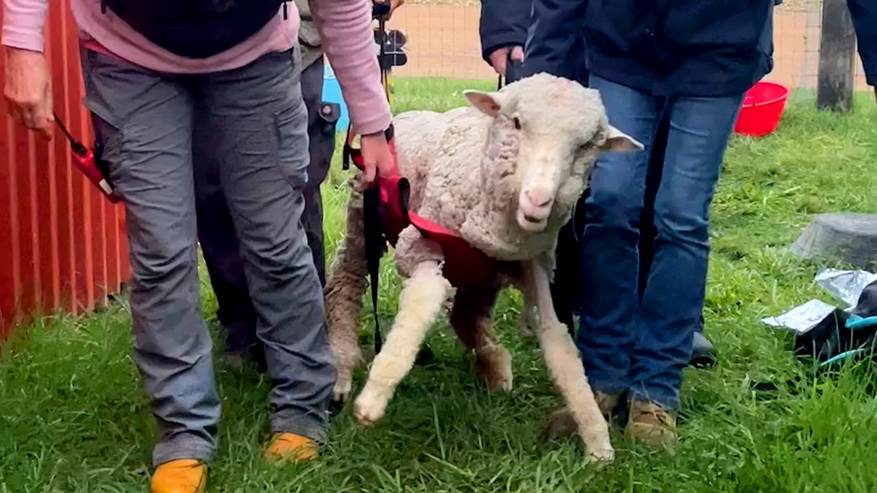 Wobbly Lamb Who Can't Stand Learns To Run