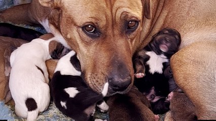 Mama Dog And Her Babies Get Rescued In The Middle Of The Desert