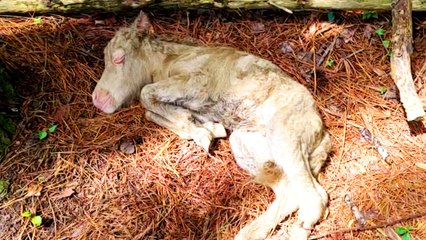 Baby Horse Moves Into Her Human Mom’s House And Causes Chaos