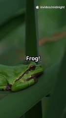Why Does This Frog Have So Much Extra Skin? 🐸 | Amazing Animal Adaptations