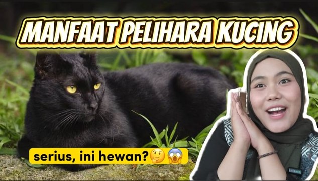 Ini 8 Manfaat Memelihara Kucing bagi Kesehatan - Serius Ini Hewan?