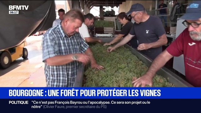 Cette année, les vendanges sont en avance dans les régions viticoles à cause de la météo