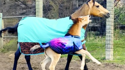 Horse Rescued From Kill-Pen Has The Goofiest Baby Days Later
