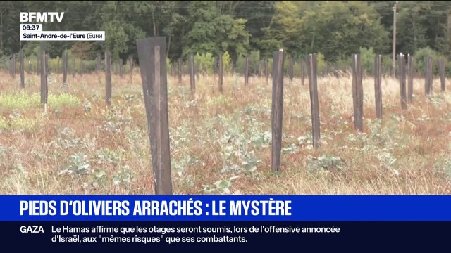 En Normandie, plus de 700 pieds d'oliviers ont été vandalisés. Une enquête a été ouverte