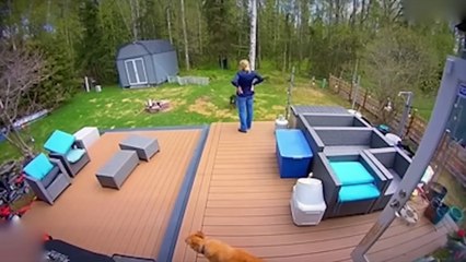 When Wild Animals Take Over Cities (Caught on Camera)