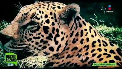 Animalistas de Orizaba denunciaron casos de maltrato animal en Paseo del Río