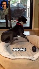 Dog Has a Scary Seizure — But His Owner Never Leaves His Side 💔🐶