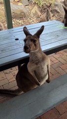 Kangaroo diaries only in Australia 🇦🇺