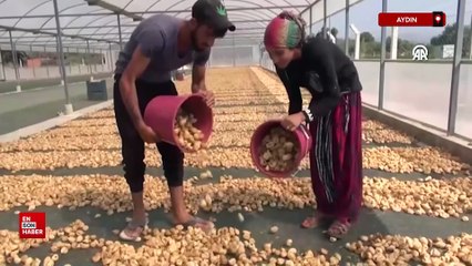 Aydın'da  Tariş, kuru incir alım fiyatlarını açıkladı