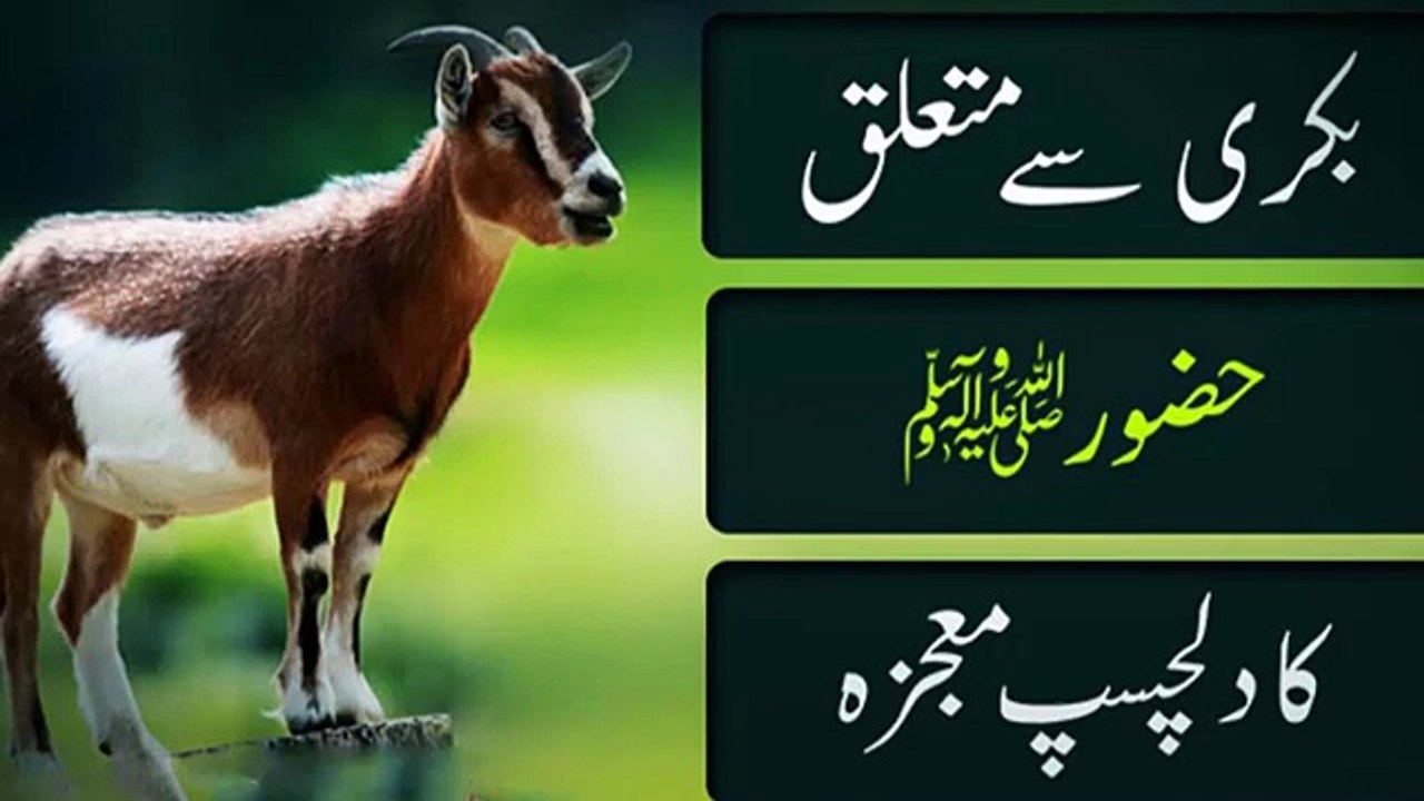 [Miracle]_Ek_Bakri_Ka_Mojza_Hazrat_Muhammad_[SAWW]_or_Bakri_ka_Mojza(0)