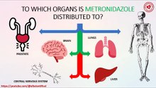 To which organs is metronidazole distributed to?