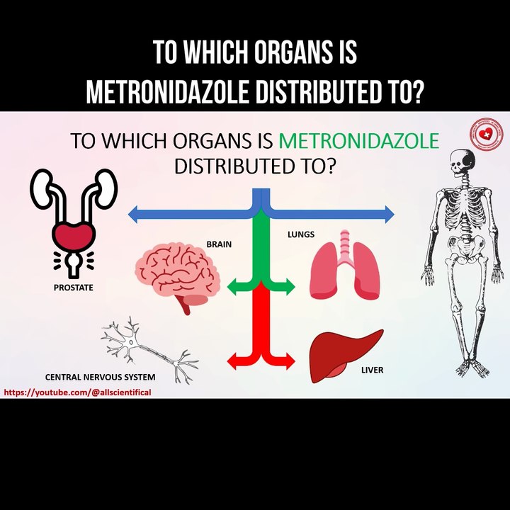 To which organs is metronidazole distributed to?