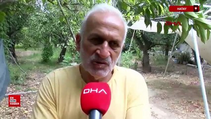 Hatay'da sahilde kum zambağı güzelliği