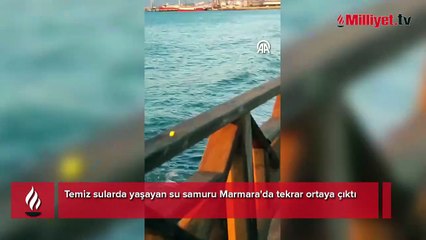 Önce Silivri şimdi de Tekirdağ'da görüldü: Bu bir tesadüf değil