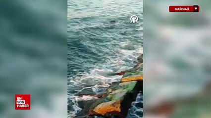 Tekirdağ'da temiz sularda yaşayan su samuru  tekrar ortaya çıktı