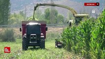 Erzincan'da  silajlık mısır üretimi hayvancılığı güçlendiriyor