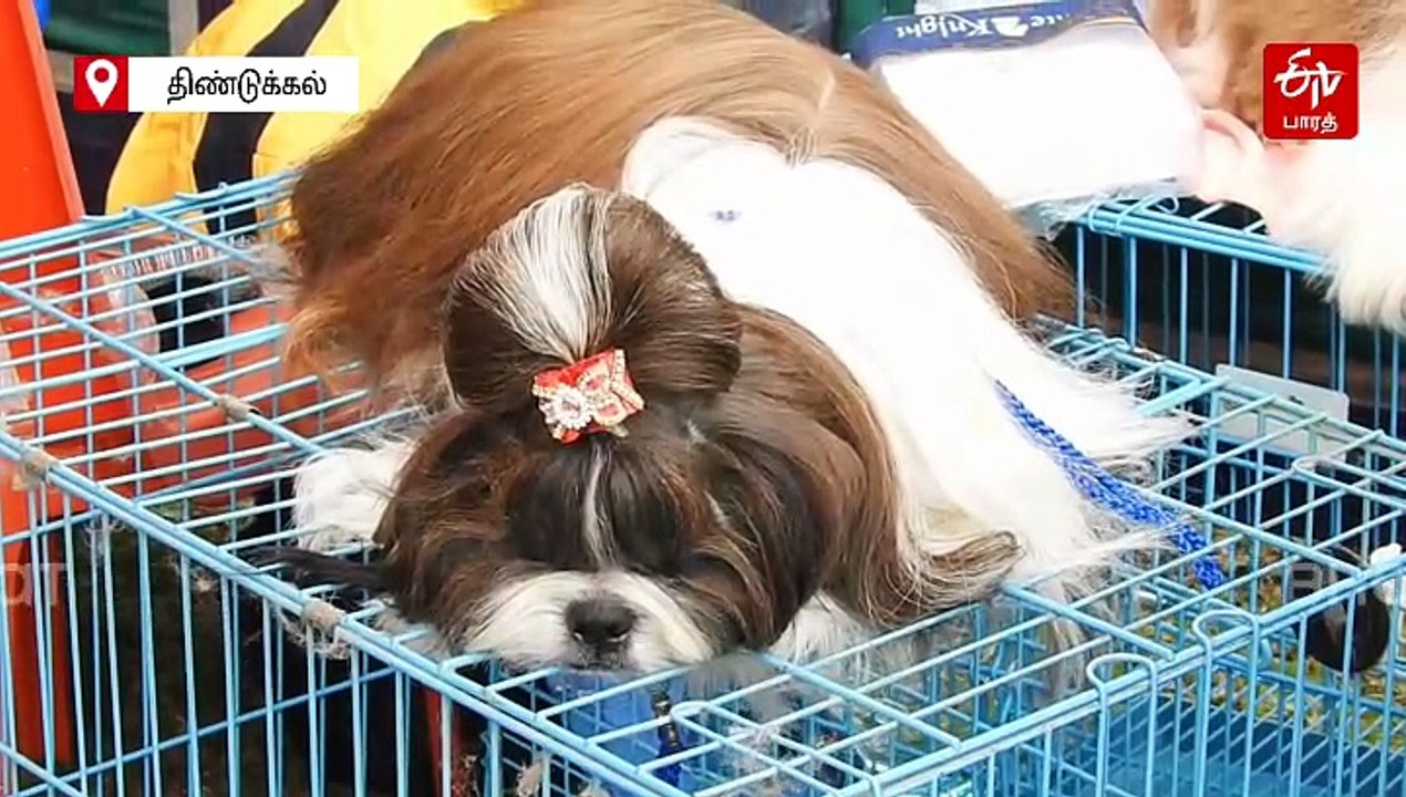 கொடைக்கானலில் நாய்கள் கண்காட்சி! சுற்றுலாப் பயணிகள் வியப்பு!