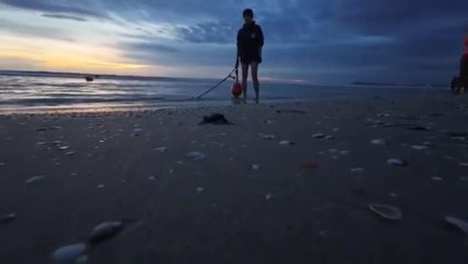 Riccione, il video delle prime tartarughine che prendono la via del mare