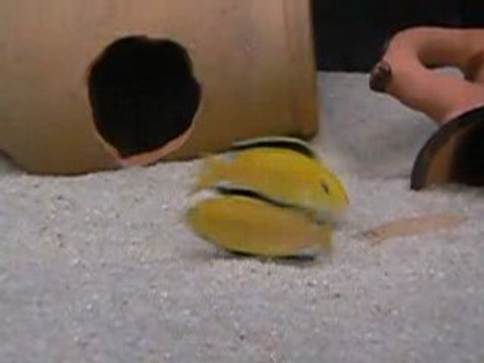 parade amoureuse Labidochromis caeruleus