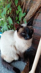 I am beautiful and I know it :) #shorts #funnycats #cutecats #funny #cute #cutestcats #adorable #viralcats