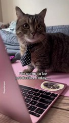 The cat_s trivial resolution😼 _cat _funnycat _cutecat