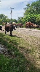 Desconecta del Mundo y Conecta con esto: La Vida REAL en el Campo de Cuba.