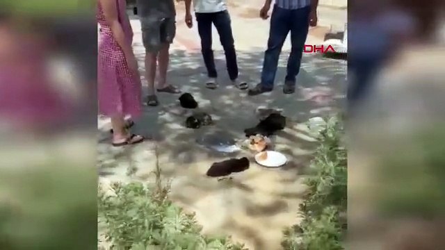 Kedi köpek katliamının ayrıntıları bir kez daha kahretti: 10 köpek ve 5 kedi öldürülmüştü...