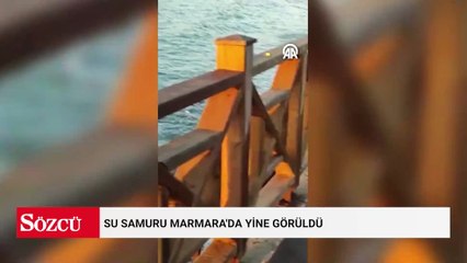 Su samuru Marmara'da yine görüldü: 'Takip edilmeli