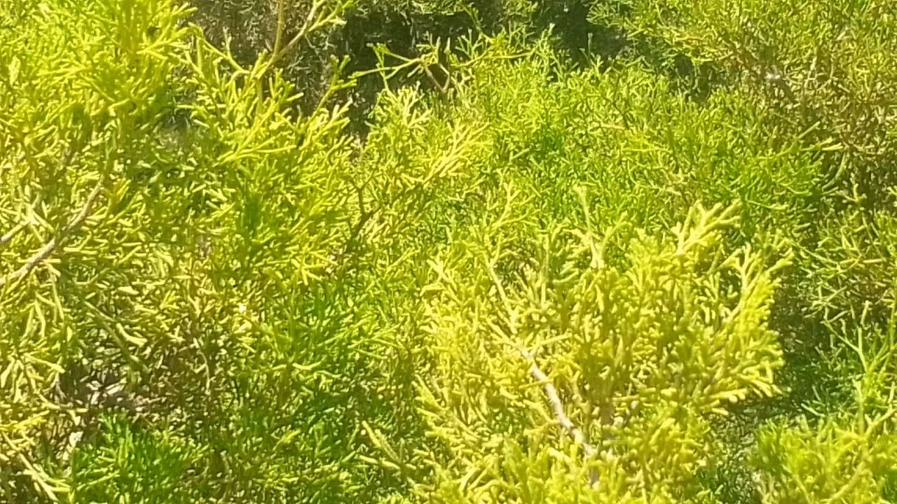 Forêt  méditerranéenne