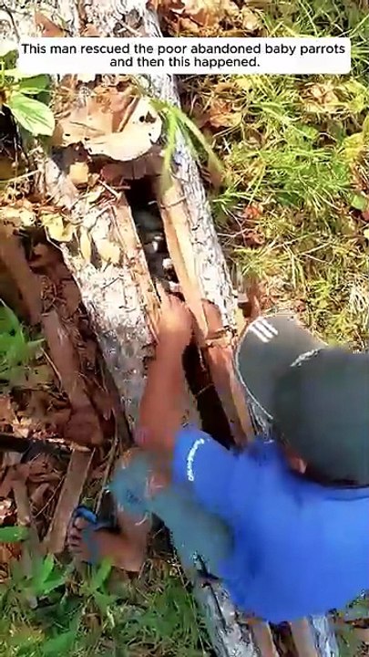 This_man_rescued_the_poor_abandoned_baby_parrots_and_then_this_happened(360p)