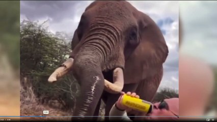 ELEFANTE BEBIENDO CERVEZA