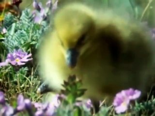 The Trials of Life (1990)  E02 - Growing Up