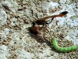 The Trials of Life (1990)  E01 - Arriving