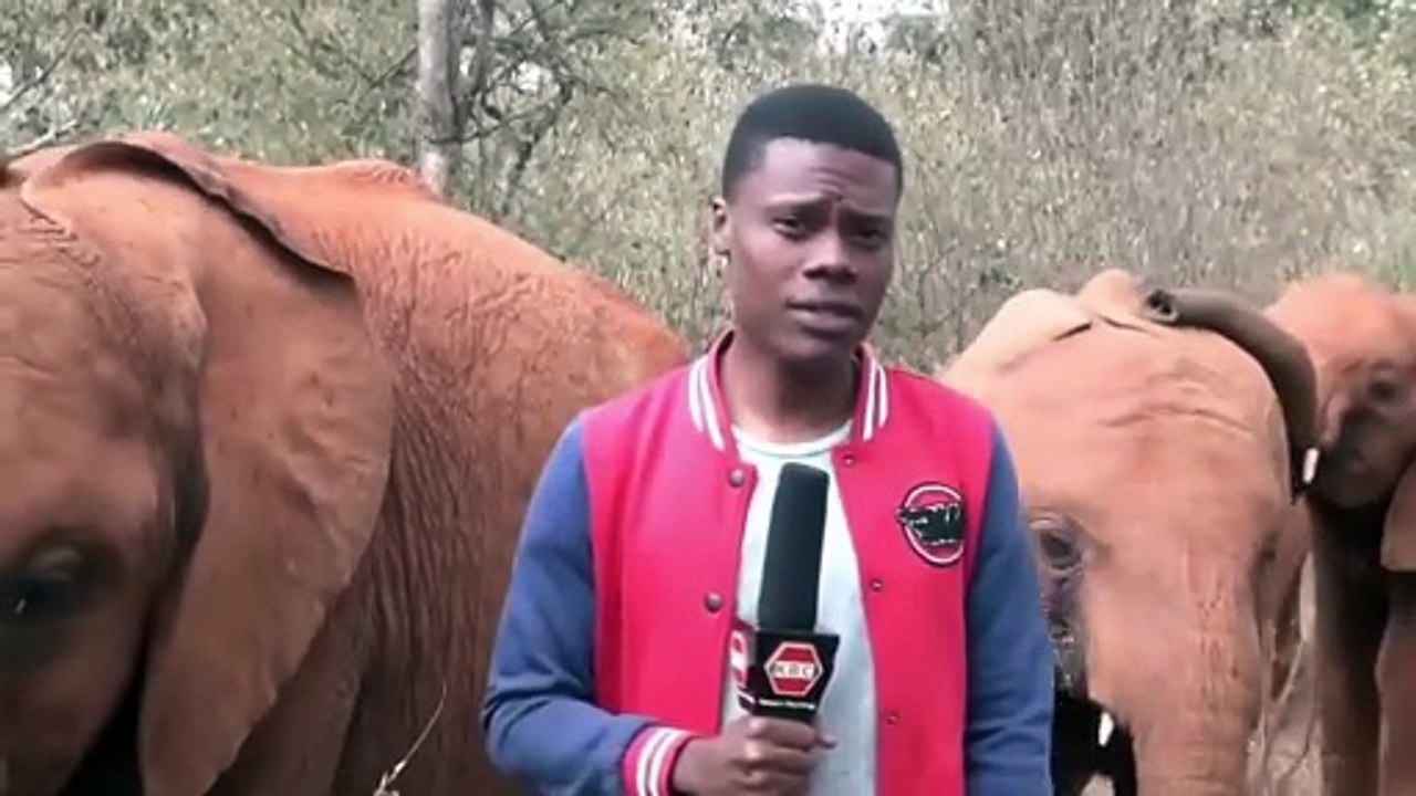 Baby elephant interrupts a TV Reporter in Kenya.