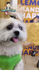 🔴 PINAGROOM NATIN SI PICKLES SA PET EXPRESS #shihtzu