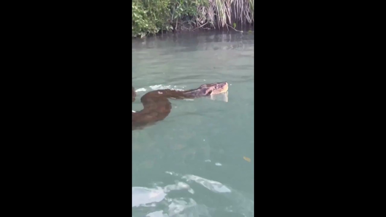 Anaconda