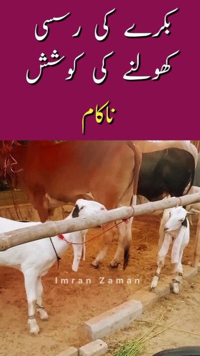 BAKRA ki RASSI kholny ki Koshish NAKAM😲