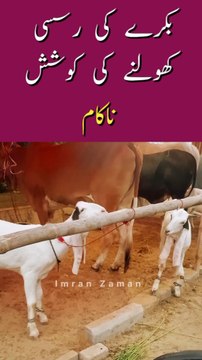 BAKRA ki RASSI kholny ki Koshish NAKAM😲