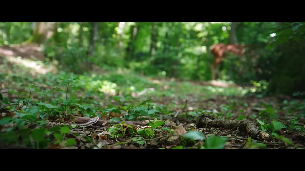 Bambi - Uma Aventura na Floresta | Trailer Legendado Exclusivo [tDbFCMj_PDM]