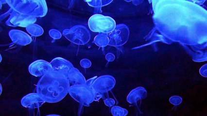 Market Masters: What Would They Say? Podcast Episode 1