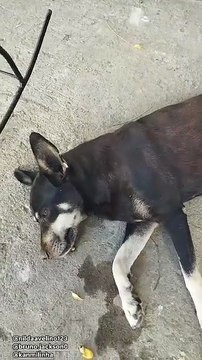 Morador denuncia casos de maus-tratos e envenenamento de animais em Coremas