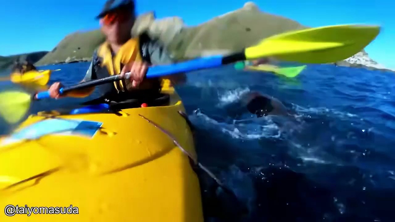 Craziest Animal Encounters of All Time Most Awesome Underwater and Ocean Scenes of Godzilla by Dazzling Divine #SeaDocumentary #wooglobe #heartsome #pufferfishrescue